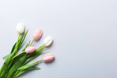 Renkli bir tatil çerçevesinde pembe ve beyaz laleler. 8 Mart, doğum günü, anneler günü için çiçek arkaplanı. Üst görünüm düzlemini kopyala.
