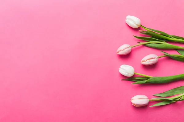 Pink and white tulips on a colored holiday frame Background. Floral spring background for March 8, birthday, mother's day. copy space top view flat lay.