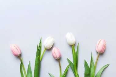 Renkli bir tatil çerçevesinde pembe ve beyaz laleler. 8 Mart, doğum günü, anneler günü için çiçek arkaplanı. Üst görünüm düzlemini kopyala.