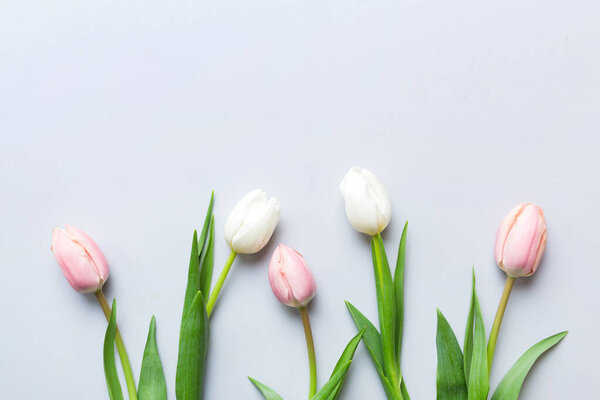Pink and white tulips on a colored holiday frame Background. Floral spring background for March 8, birthday, mother's day. copy space top view flat lay.