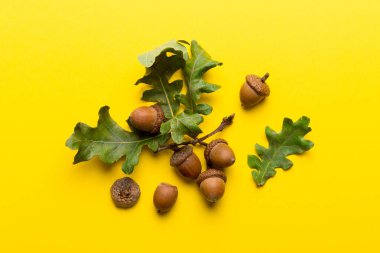 Renkli arka planda yeşil meşe yaprakları ve meşe palamudu olan dal, üst görünümü kapat.