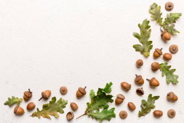 Renkli arka planda yeşil meşe yaprakları ve meşe palamudu olan dal, üst görünümü kapat.