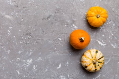 Renkli masa arkasında küçük turuncu balkabaklarının sonbahar kompozisyonu. Sonbahar, Cadılar Bayramı ve Şükran Günü konsepti. Sonbahar düz fotoğraf çekimi. Üst görünüm vith kopyalama alanı.