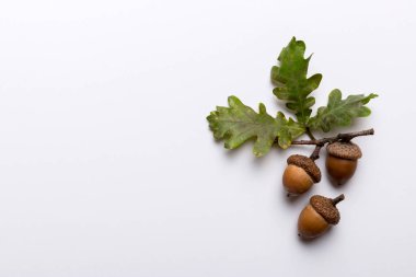 Renkli arka planda yeşil meşe yaprakları ve meşe palamudu olan dal, üst görünümü kapat.