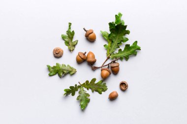 Renkli arka planda yeşil meşe yaprakları ve meşe palamudu olan dal, üst görünümü kapat.