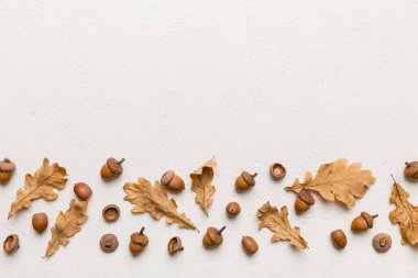 Renkli arka planda yeşil meşe yaprakları ve meşe palamudu olan dal, üst görünümü kapat.