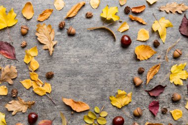 Masadaki kurumuş yapraklar, koniler ve meşe palamutlarından oluşan sonbahar kompozisyonu. Düz yatış, üst görünüm.