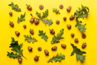 Renkli arka planda yeşil meşe yaprakları ve meşe palamudu olan dal, üst görünümü kapat.