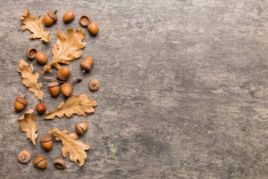 Renkli arka planda yeşil meşe yaprakları ve meşe palamudu olan dal, üst görünümü kapat.