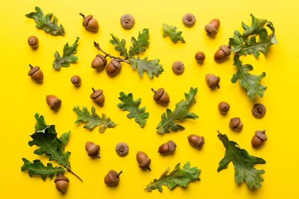 Renkli arka planda yeşil meşe yaprakları ve meşe palamudu olan dal, üst görünümü kapat.