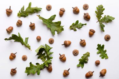 Renkli arka planda yeşil meşe yaprakları ve meşe palamudu olan dal, üst görünümü kapat.