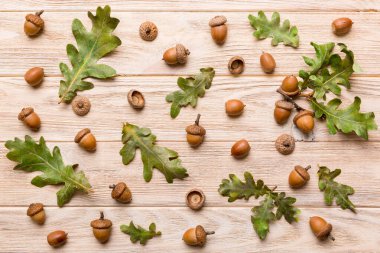 Renkli arka planda yeşil meşe yaprakları ve meşe palamudu olan dal, üst görünümü kapat.