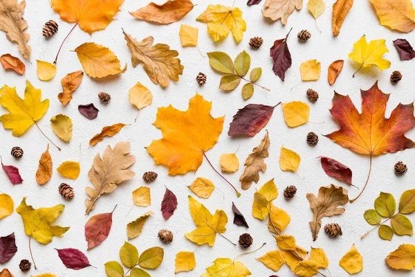 秋天的作文 用干叶和其他设计配件制成的图案放在桌上 平躺在地上 俯瞰四周 — 图库照片