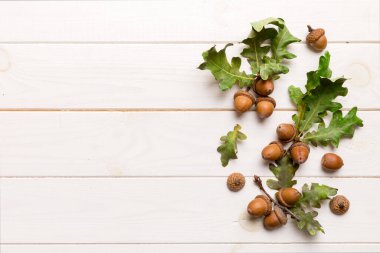 Renkli arka planda yeşil meşe yaprakları ve meşe palamudu olan dal, üst görünümü kapat.