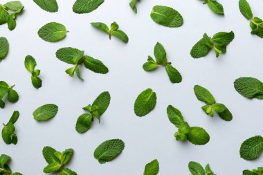 Beyaz arkaplanda taze yeşil nane yaprakları, nane, kopya alanı ile üst görünüm bırakır.