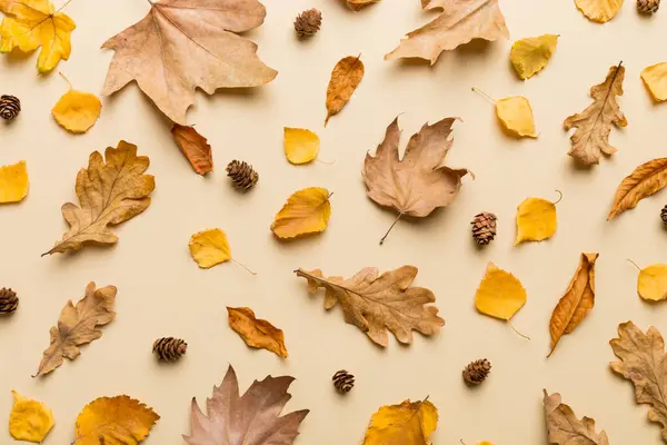 Φθινοπωρινή Σύνθεση Μοτίβο Από Αποξηραμένα Φύλλα Και Άλλα Εξαρτήματα Σχεδιασμού — Φωτογραφία Αρχείου