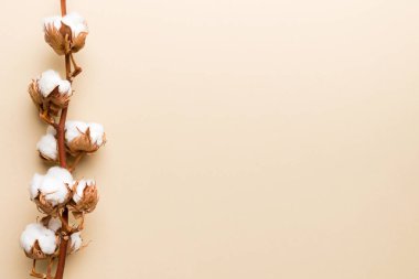 Sonbahar Çiçek Kompozisyonu. Renkli masa üzerinde fotokopi alanı olan kurumuş beyaz pamuklu çiçek dalı üst görünümü.