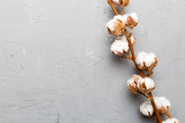 Sonbahar Çiçek Kompozisyonu. Renkli masa üzerinde fotokopi alanı olan kurumuş beyaz pamuklu çiçek dalı üst görünümü.
