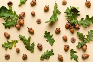 Renkli arka planda yeşil meşe yaprakları ve meşe palamudu olan dal, üst görünümü kapat.
