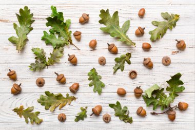 Renkli arka planda yeşil meşe yaprakları ve meşe palamudu olan dal, üst görünümü kapat.