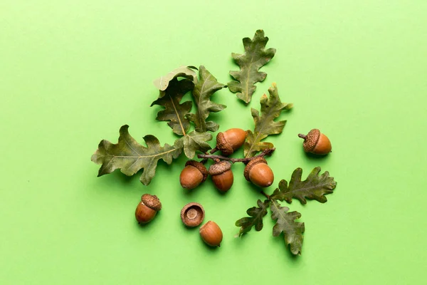 Branch with green oak tree leaves and acorns on colored background, close up top view.