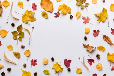 Masadaki kurumuş yapraklar, koniler ve meşe palamutlarından oluşan sonbahar kompozisyonu. Düz yatış, üst görünüm.