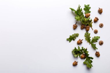 Renkli arka planda yeşil meşe yaprakları ve meşe palamudu olan dal, üst görünümü kapat.