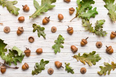 Renkli arka planda yeşil meşe yaprakları ve meşe palamudu olan dal, üst görünümü kapat.
