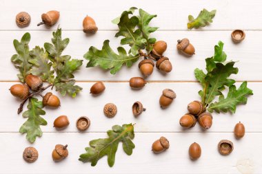 Renkli arka planda yeşil meşe yaprakları ve meşe palamudu olan dal, üst görünümü kapat.