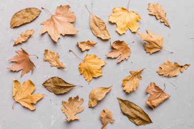 Sonbahar kompozisyonu. Masadaki kurumuş yapraklar ve diğer tasarım aksesuarlarından oluşan desen. Düz yatış, üst görünüm.