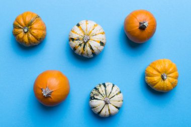 Renkli masa arkasında küçük turuncu balkabaklarının sonbahar kompozisyonu. Sonbahar, Cadılar Bayramı ve Şükran Günü konsepti. Sonbahar düz fotoğraf çekimi. Üst görünüm vith kopyalama alanı.