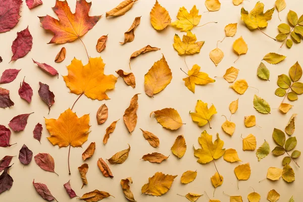 秋天的作文 桌上用干叶做成的梯度 平躺在地上 俯瞰四周 — 图库照片