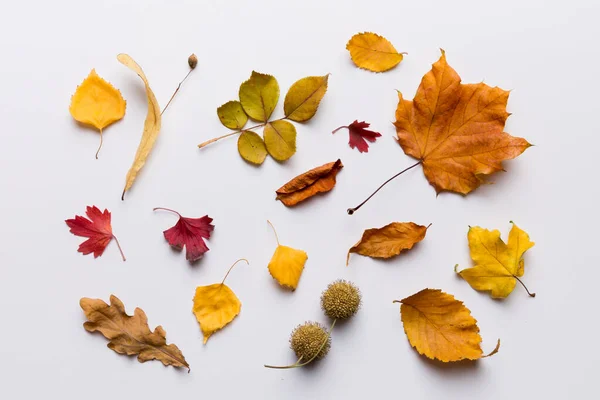 秋天的作文 用干叶和其他设计配件制成的图案放在桌上 平躺在地上 俯瞰四周 — 图库照片