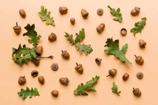 Branch with green oak tree leaves and acorns on colored background, close up top view.