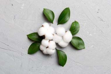 Autumn Floral Flat arka plan kompozisyonu oluşturdu. Kurumuş beyaz pamuklu çiçek dalı ve yeşil yapraklı üst görünümü kopya alanı olan renkli masa üzerinde..