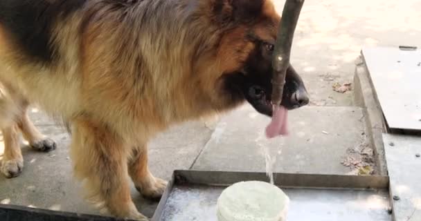 Spragniony Pies Pijący Rury Wodnej Owczarek Niemiecki Naprawdę Spragniony Nigdy — Wideo stockowe