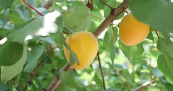 Reife Aprikose Reift Einem Sonnigen Tag Einem Zweig — Stockvideo