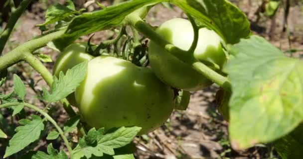 Zielone Pomidory Wiszą Gałęzi Ogrodzie Słoneczny Dzień — Wideo stockowe