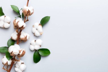 Sonbahar Çiçek Kompozisyonu. Renkli masa üzerinde fotokopi alanı olan kurumuş beyaz pamuklu çiçek dalı üst görünümü.