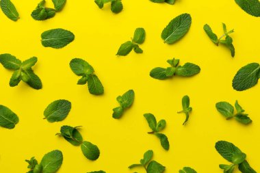 Beyaz arkaplanda taze yeşil nane yaprakları, nane, kopya alanı ile üst görünüm bırakır.