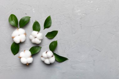 Autumn Floral Flat arka plan kompozisyonu oluşturdu. Kurumuş beyaz pamuklu çiçek dalı ve yeşil yapraklı üst görünümü kopya alanı olan renkli masa üzerinde..