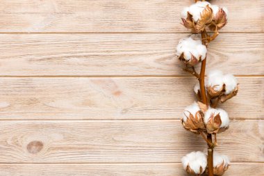 Sonbahar Çiçek Kompozisyonu. Renkli masa üzerinde fotokopi alanı olan kurumuş beyaz pamuklu çiçek dalı üst görünümü.