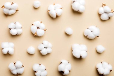 Autumn Floral Flat arka plan kompozisyonu oluşturdu. Kurumuş beyaz pamuklu çiçek dalı ve yeşil yapraklı üst görünümü kopya alanı olan renkli masa üzerinde..