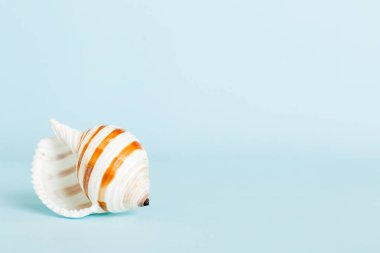 Yaz mevsimi kavramı deniz kabukları ya da arka planda metin için fotokopi alanı olan denizyıldızı ile.