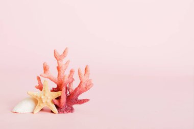 Yaz mevsimi kavramı deniz kabukları ya da arka planda metin için fotokopi alanı olan denizyıldızı ile.