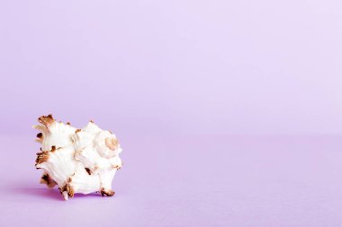 Yaz mevsimi kavramı deniz kabukları ya da arka planda metin için fotokopi alanı olan denizyıldızı ile.