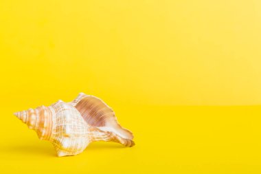 Yaz mevsimi kavramı deniz kabukları ya da arka planda metin için fotokopi alanı olan denizyıldızı ile.