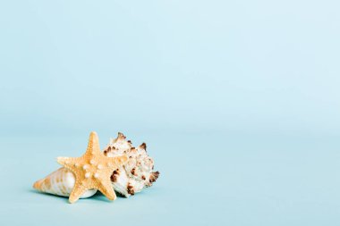 Yaz mevsimi kavramı deniz kabukları ya da arka planda metin için fotokopi alanı olan denizyıldızı ile.