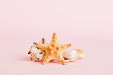 Yaz mevsimi kavramı deniz kabukları ya da arka planda metin için fotokopi alanı olan denizyıldızı ile.