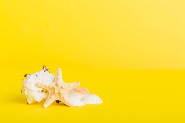 Yaz mevsimi kavramı deniz kabukları ya da arka planda metin için fotokopi alanı olan denizyıldızı ile.